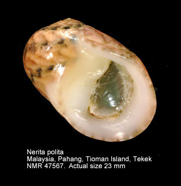 Nerita polita (4).jpg - Nerita polita Linnaeus,1758